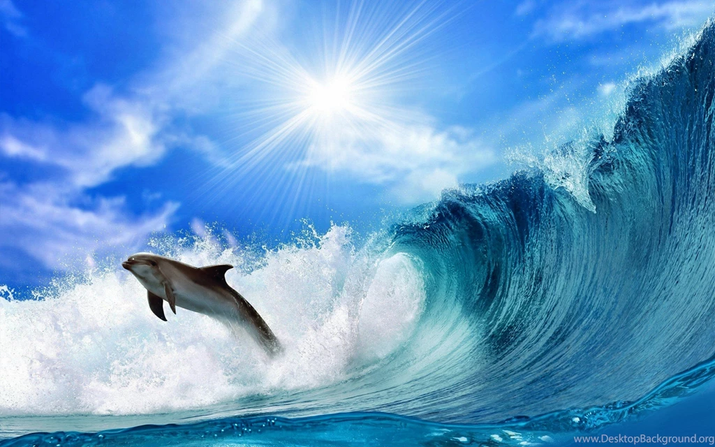 Dolphin Wide Wallpapers 10849 2880x1800 UMad.com