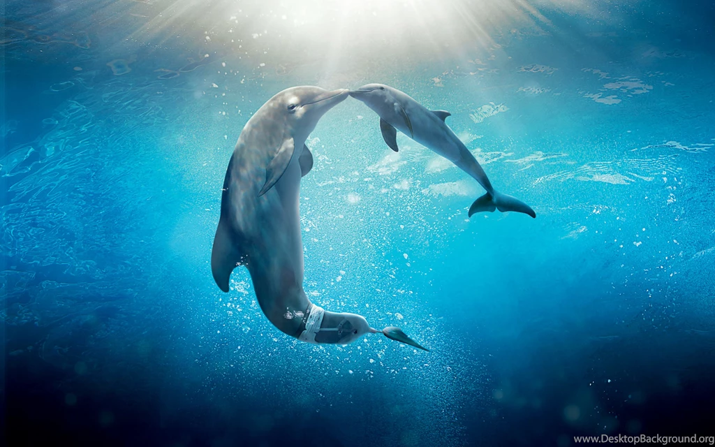 Dolphin Tale 2 Lovely Animals Ultra HD Wallpapers Picture