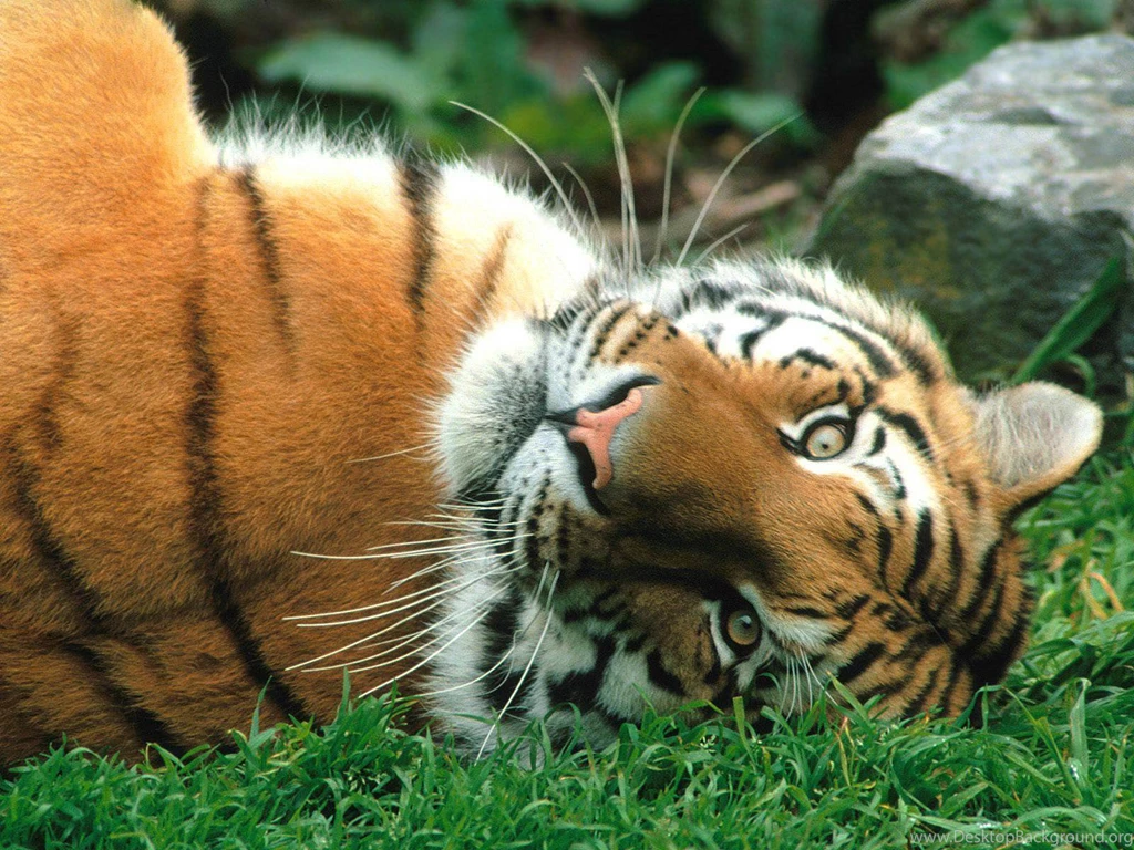 Tiger Wallpapers Animals Town