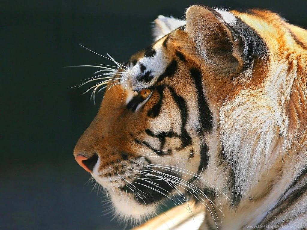 Tiger Pictures Free Download HD Wallpapers Pretty