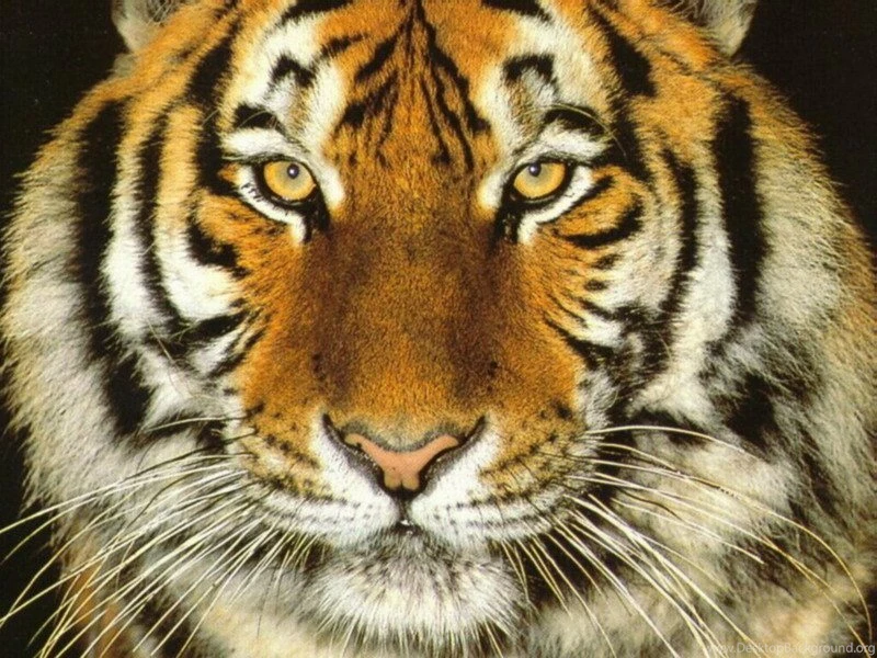 Tiger Wallpapers All Wallpapers New