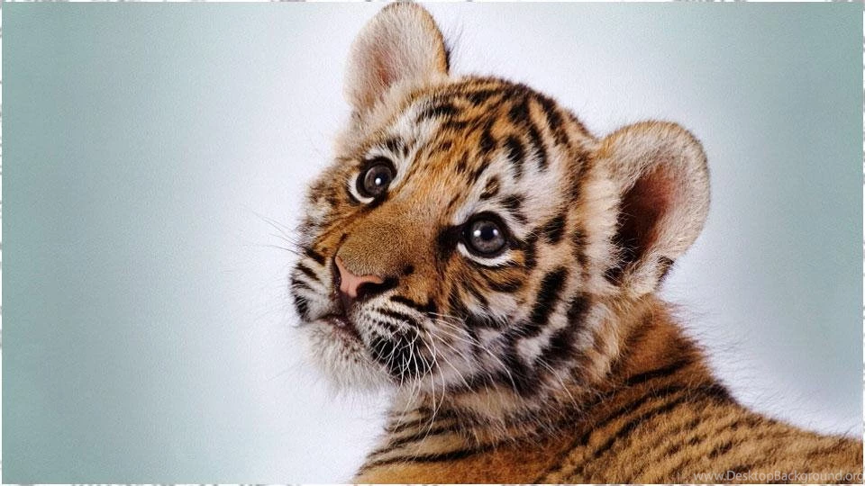 Tiger Wallpapers   Android Apps On Google Play