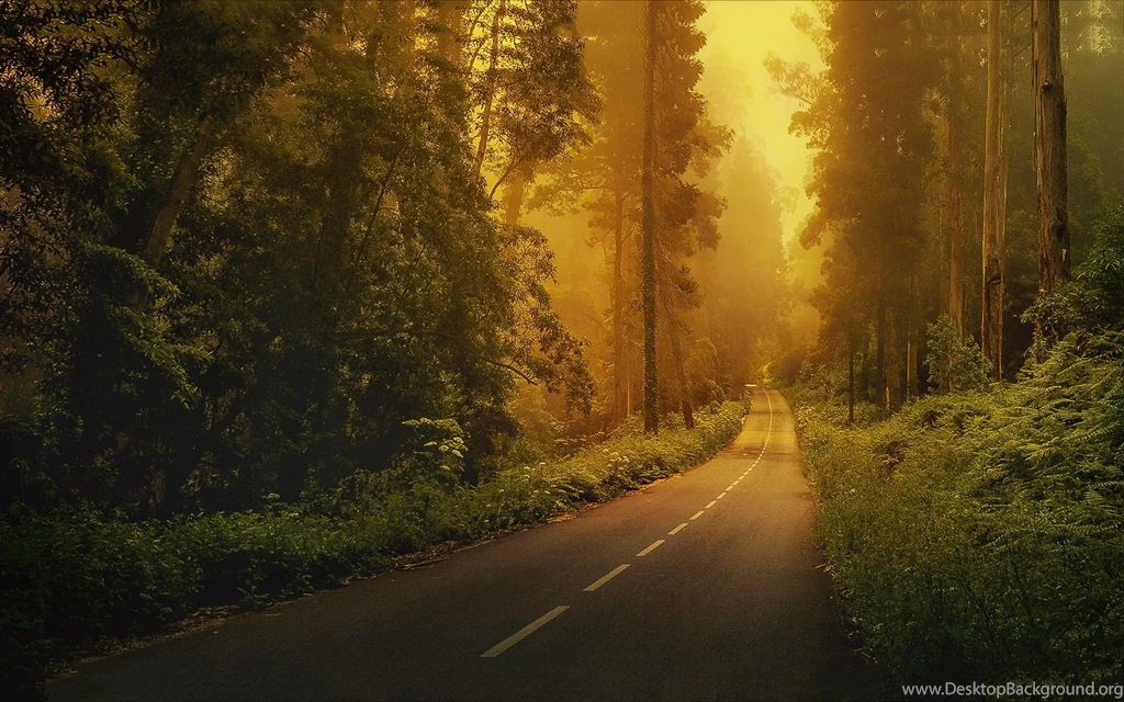 Enchanted, Forest, Way, Wide, Hd, Wallpaper, Download Wallpapers ...