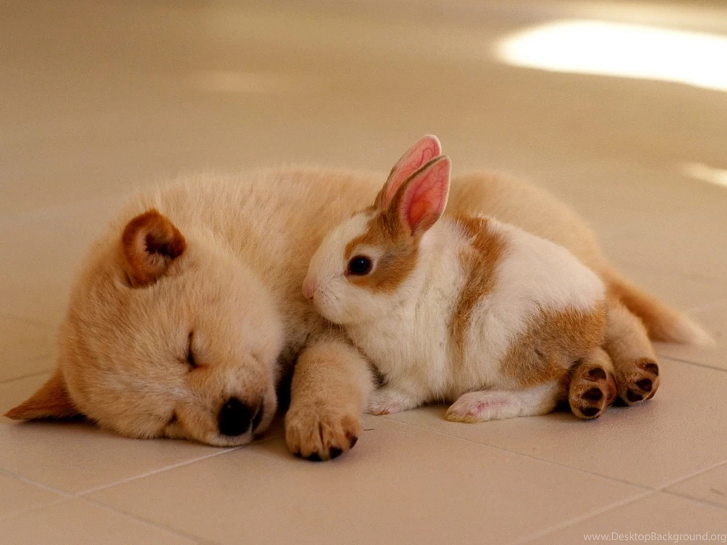 Dogs Desktop Wallpapers Wallpaper, High Definition, High Quality ...