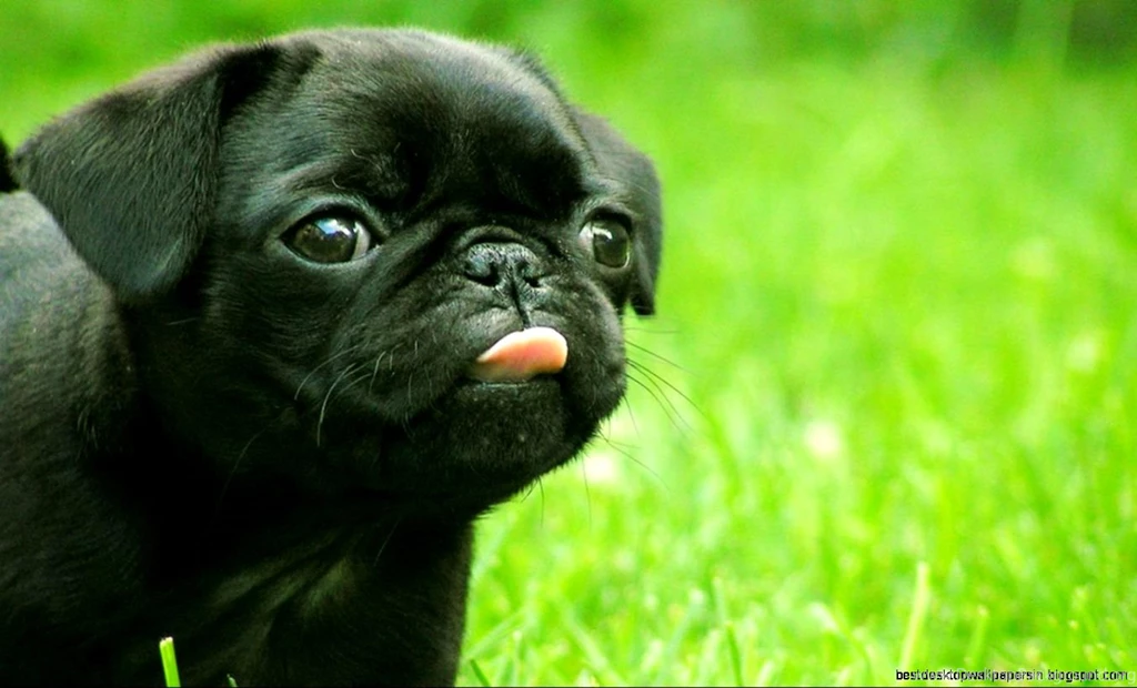 Wall Dog Look Hd Wallpapers