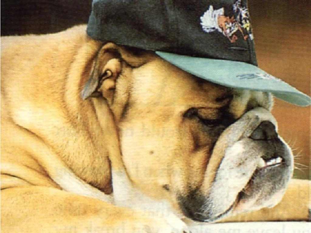Dog Desktop Wallpapers 157 HD Wallpapers