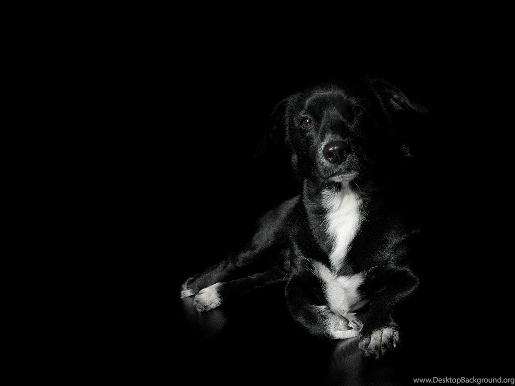 Daniel Sierra: Black Dog HD Wallpapers For Desktop Backgrounds