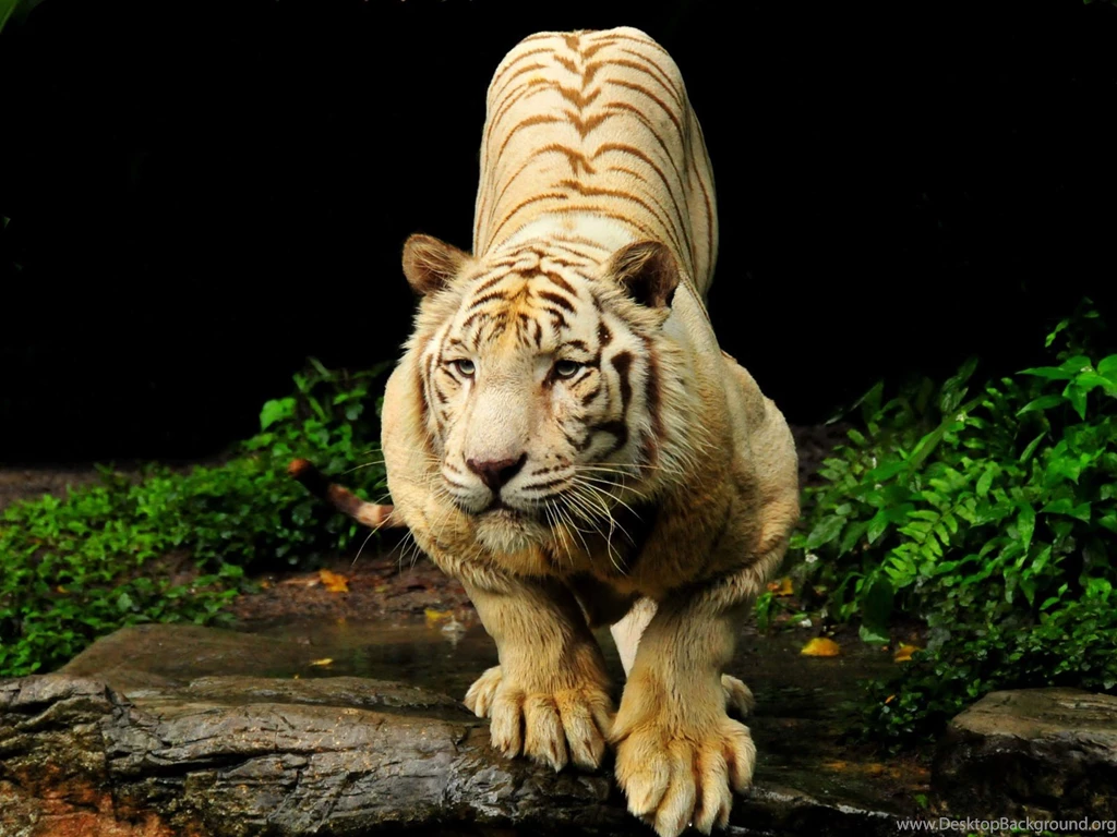 Free Download HD Wallpapers Of Tigers HD Great Images