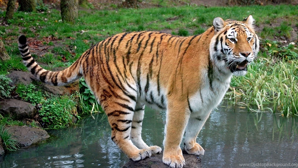 Tiger Hd Wallpapers 0399