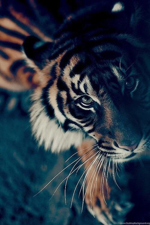 Tiger Wallpapers HD Android Apps On Google Play
