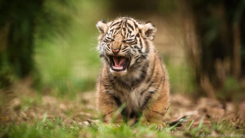Animal Wallpapers Kokean.com: Black And White Tiger Wallpapers HD ...