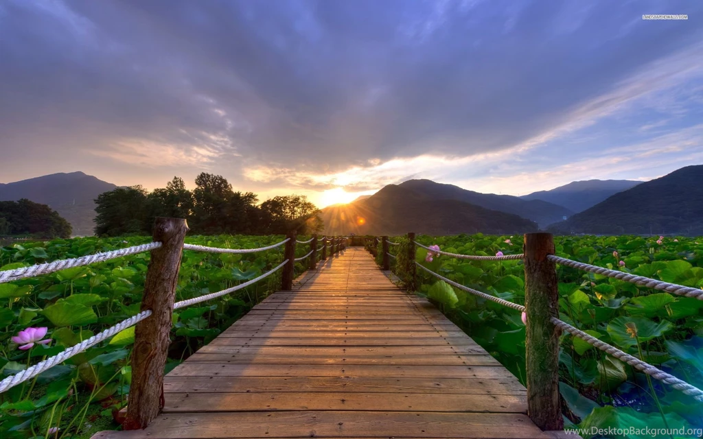 Beautiful Sunrise On The Bridge, Mountain, Sky, Cloud, Water Lily ...