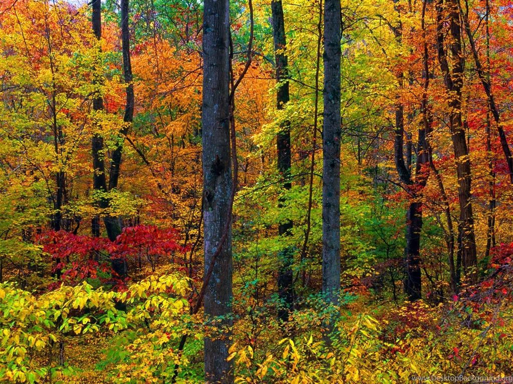 Autumn Forest, Blue Ridge Mountains, Virginia   Hqworld.net   High ...