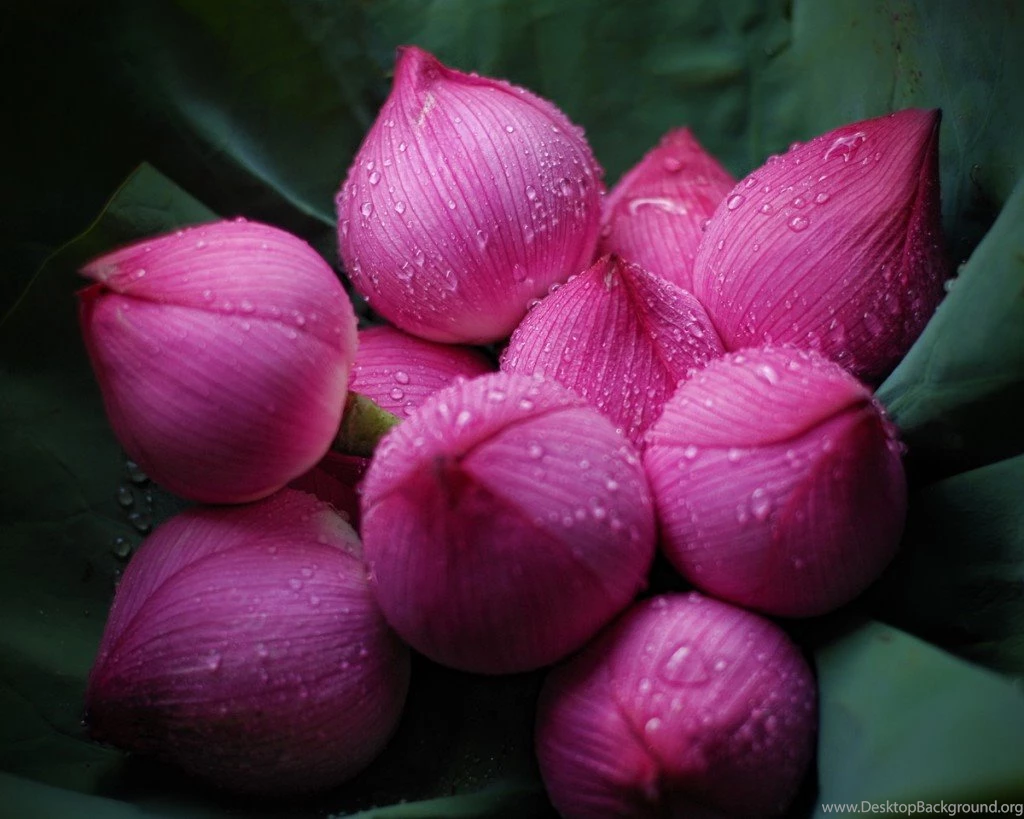 Beautiful Flowers Wallpapers Desktop Free Download All ...
