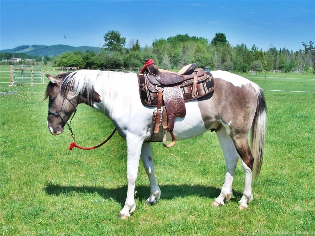 Paint Horse HD Wallpapers