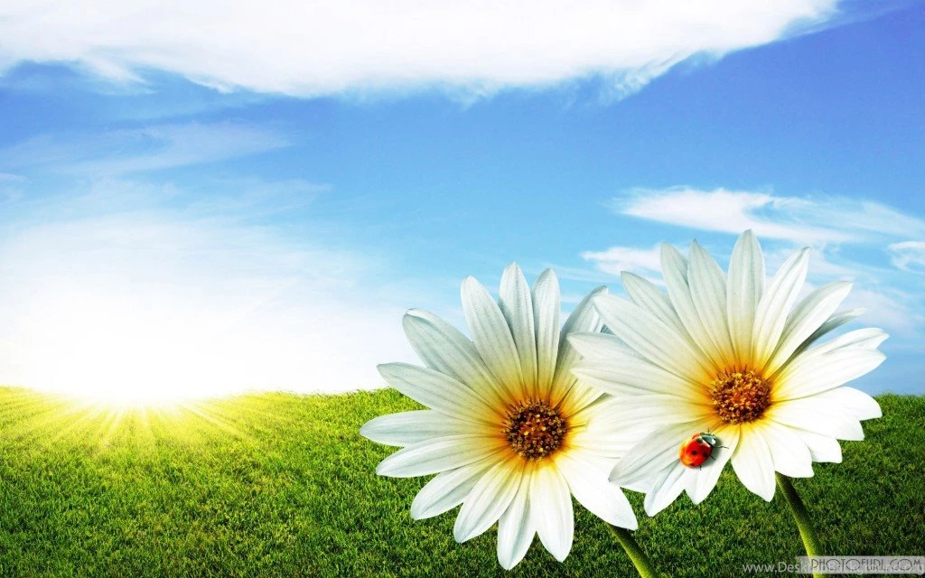 Free Summer Wallpapers — Crafthubs