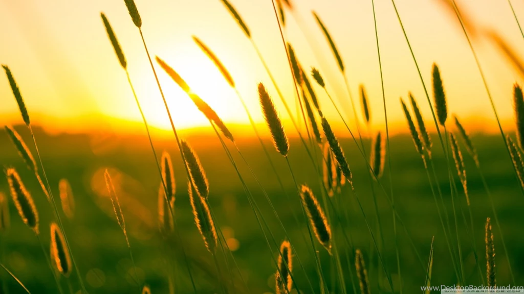 Summer Wallpapers Beautiful F1T » WALLPAPERUN.COM