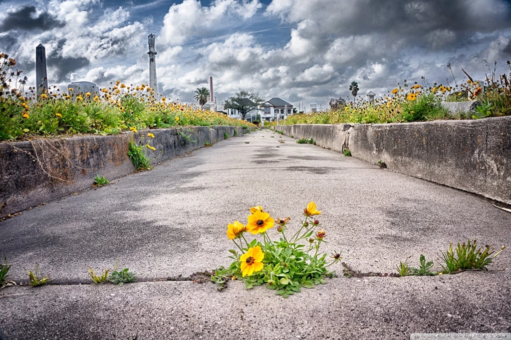 Pathway To Heaven Wallpapers Full HD [2000x1333]   Free Wallpapers ...