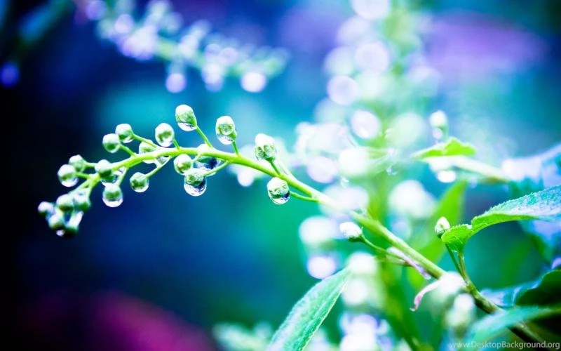 Plants Close up, After The Rain, Water Drops Wallpaper,Plants HD ...