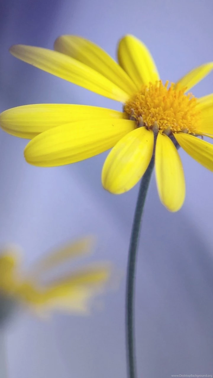 Yellow Flower With StemSamsung Wallpapers Download
