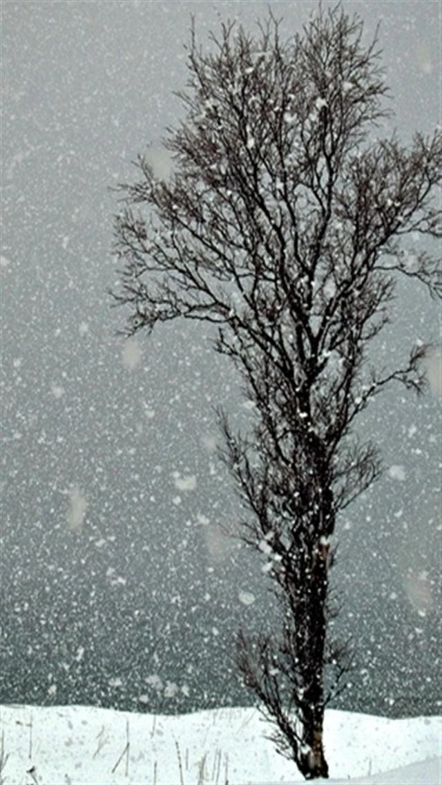 Winter Trees HD iPhone Wallpapers, iPhone 5(s)/4(s)/3G Wallpapers