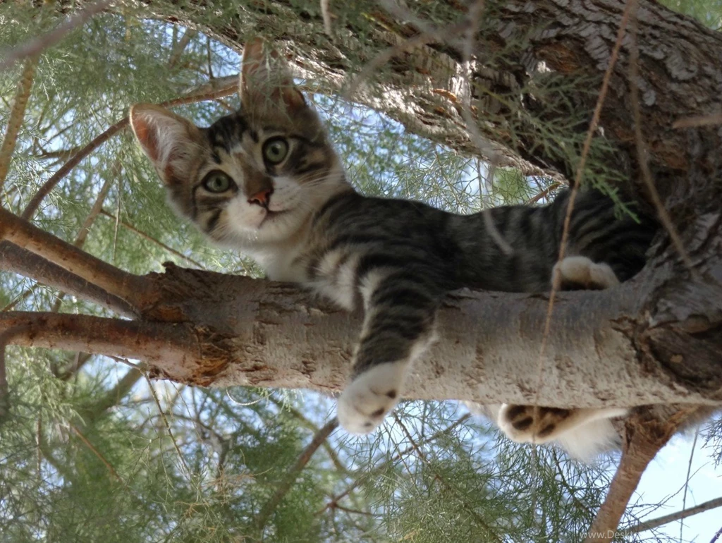 Cats: Cat Tree Kitten Animals Trees Wallpapers Pictures Free For HD ...