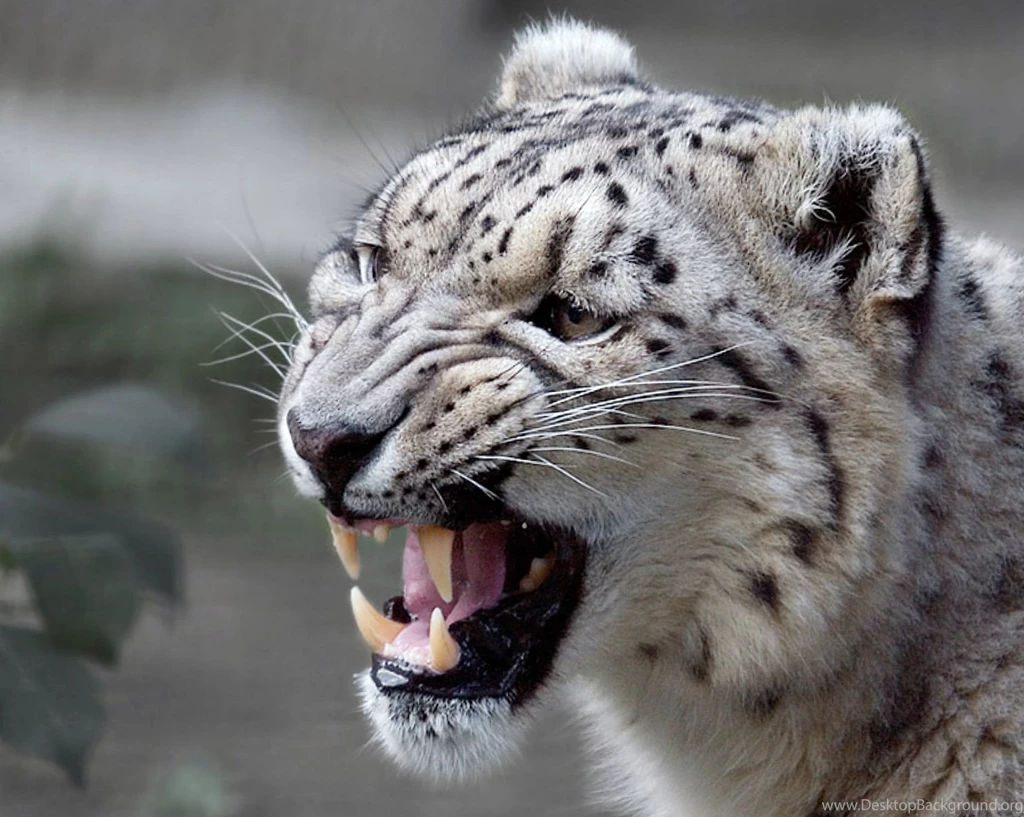 Animal Wallpapers, Cool Pets, Free Wallpapers, Animal World, Free ...