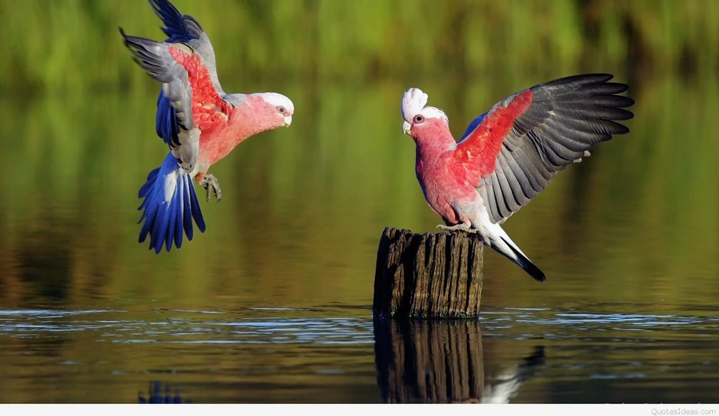 Best Mobile Wallpapers For Phones With Android