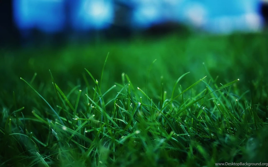 Green Grass And Dew 8 - Plant Wallpapers Free Download ...