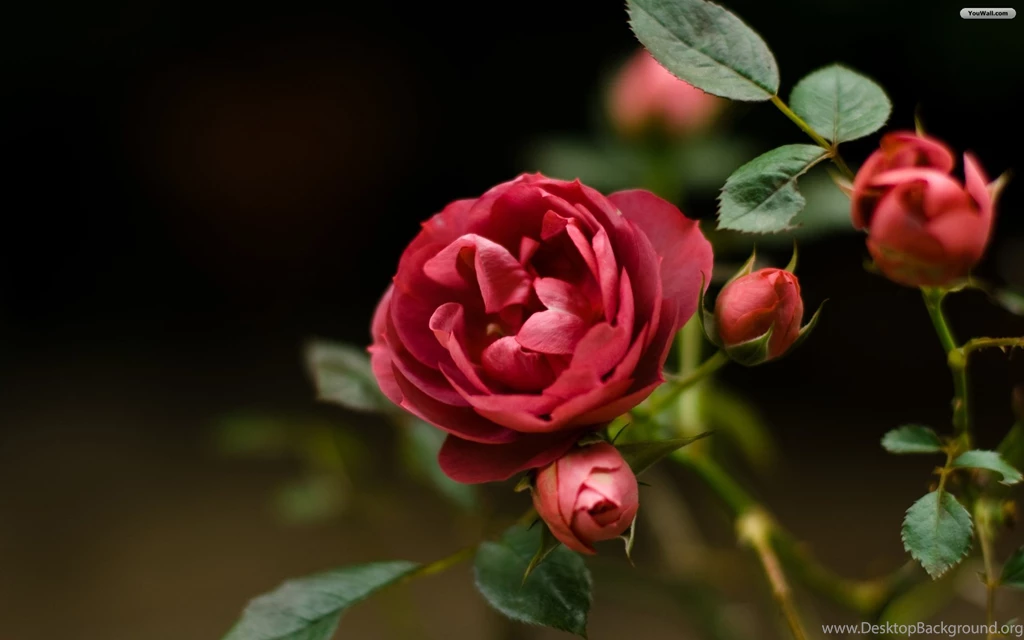 YouWall Rose Flower Wallpapers Wallpaper,wallpapers,free ...