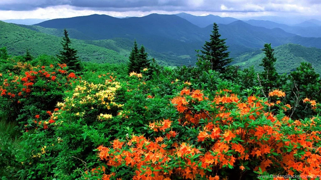 MOUNTAIN VIEW WALLPAPER (