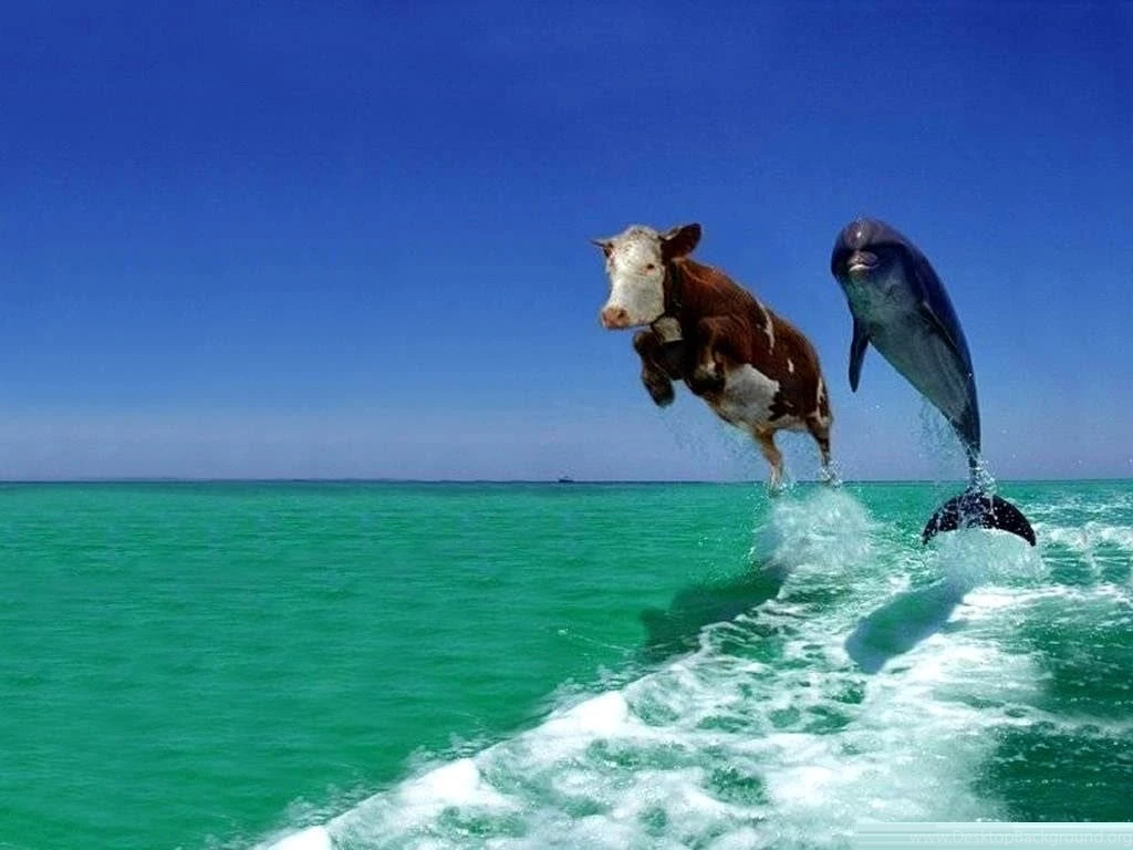 Funny Desktop Backgrounds