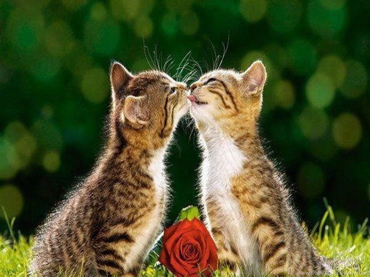 Funny Wallpaper Backgrounds. Funny Cat Wallpapers For Funny ...