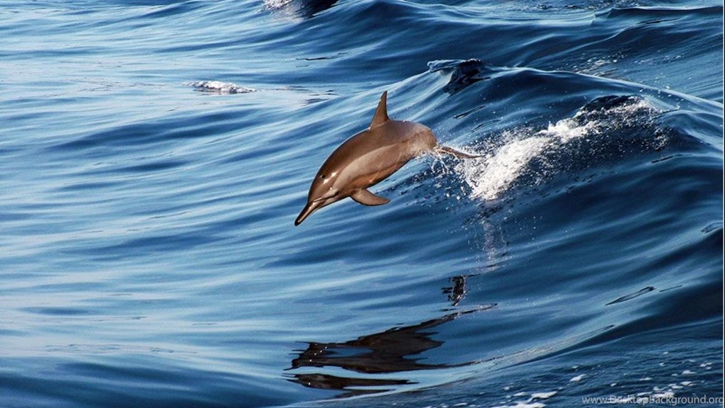 Animals Fish Dolphins HD Wallpapers Wallpapers (