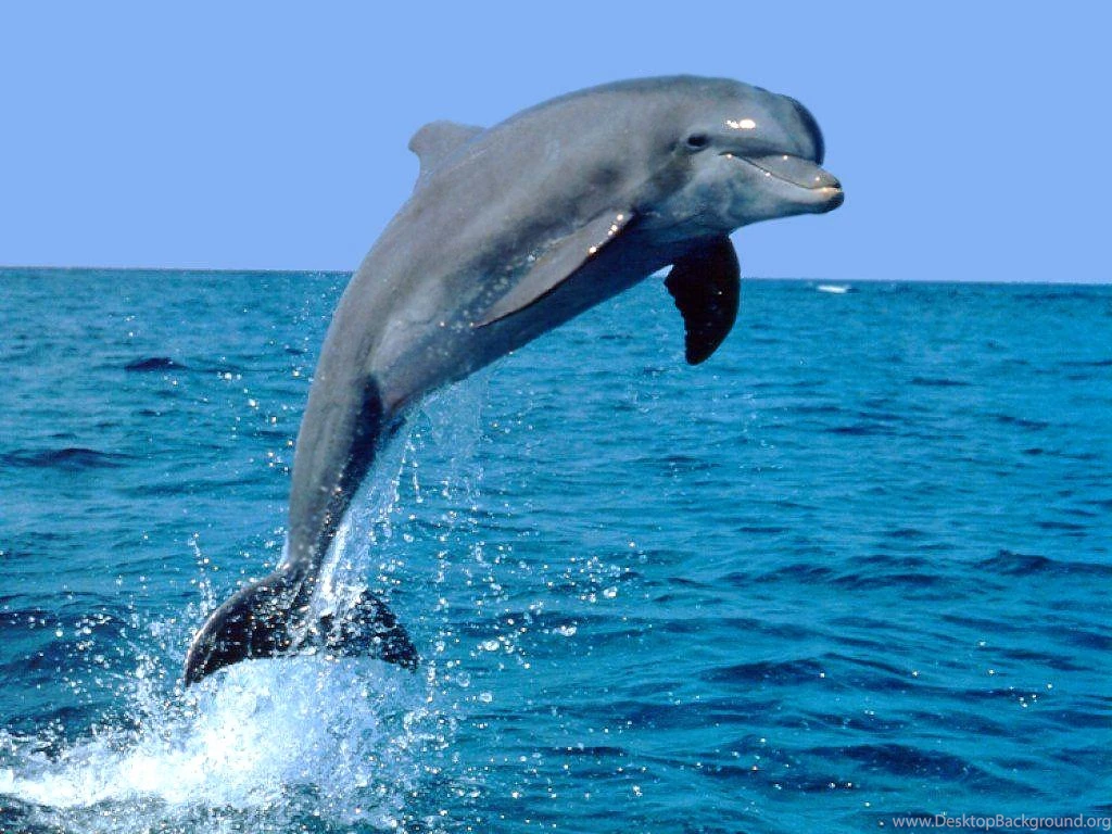 RePin Image: Dolphin Jumping Hd Wallpapers On Pinterest