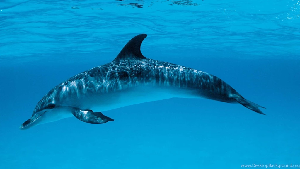 Dolphin HD Wallpapers MixHD Wallpapers