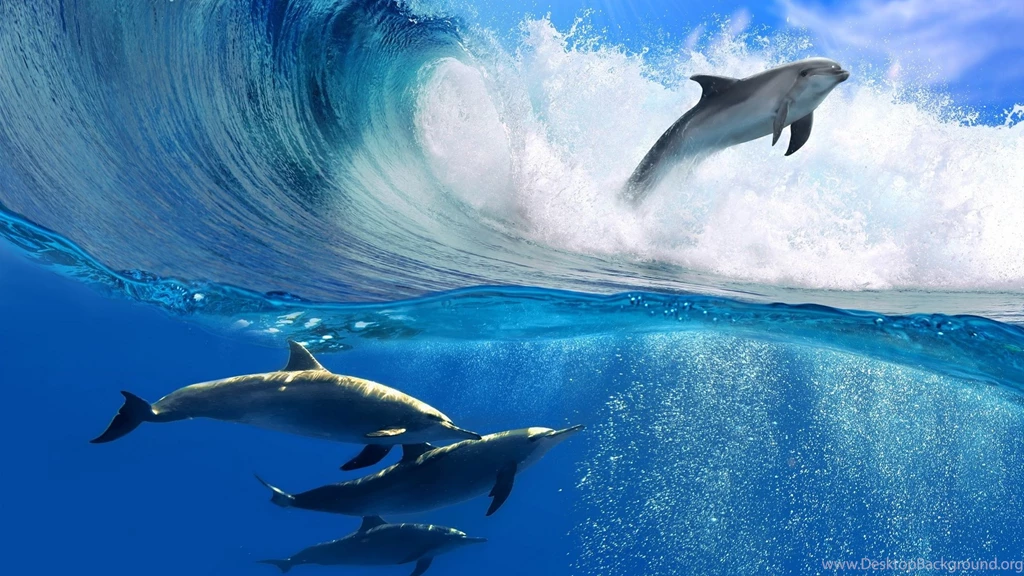 Dolphins Wallpaper hd Wallpapers Wave