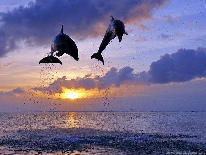Great Dolphins HD Wallpapers For Your Desktop Computer Tablet Or ...
