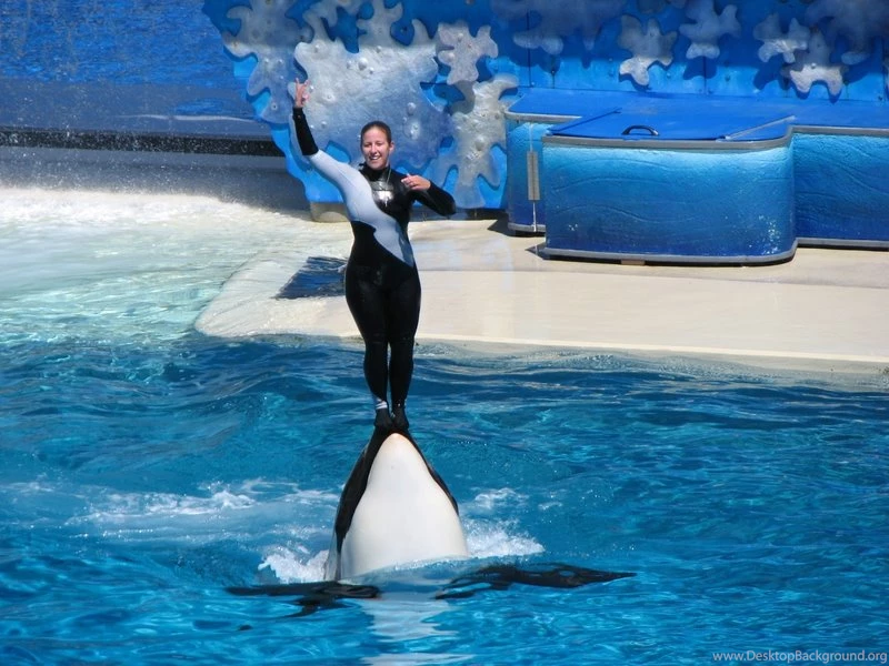 Animals Dolphin Sea World – Animals Dolphins HD Desktop Wallpapers