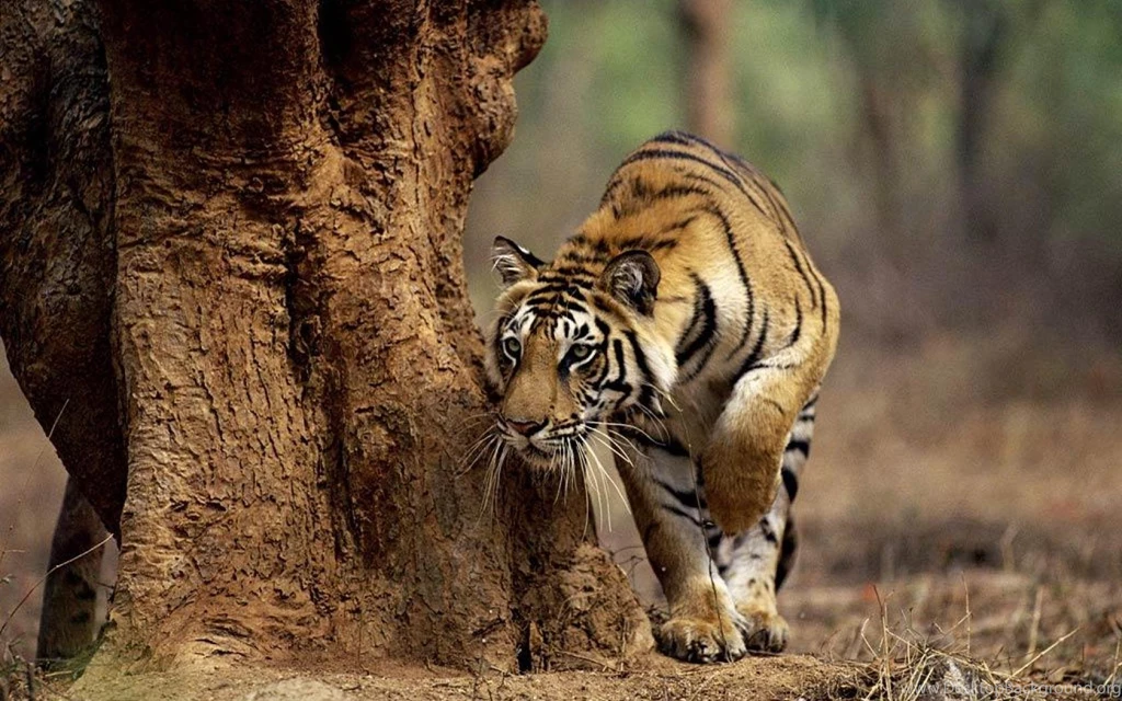 Indian Tiger On The Prowl (
