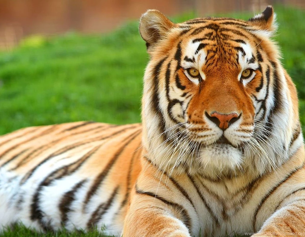 Latest Tiger Hd Image