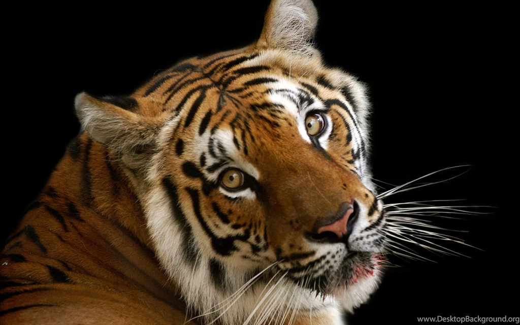 Indian Bengal Tiger Wide Screen 4K Wallpapers