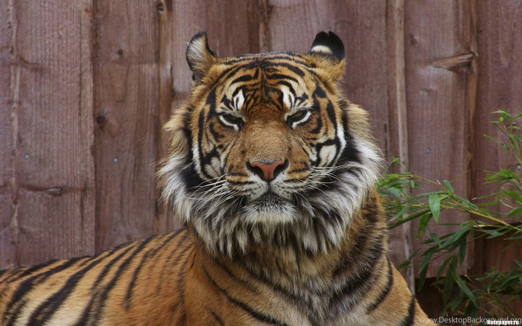 Indian Tiger Wallpapers