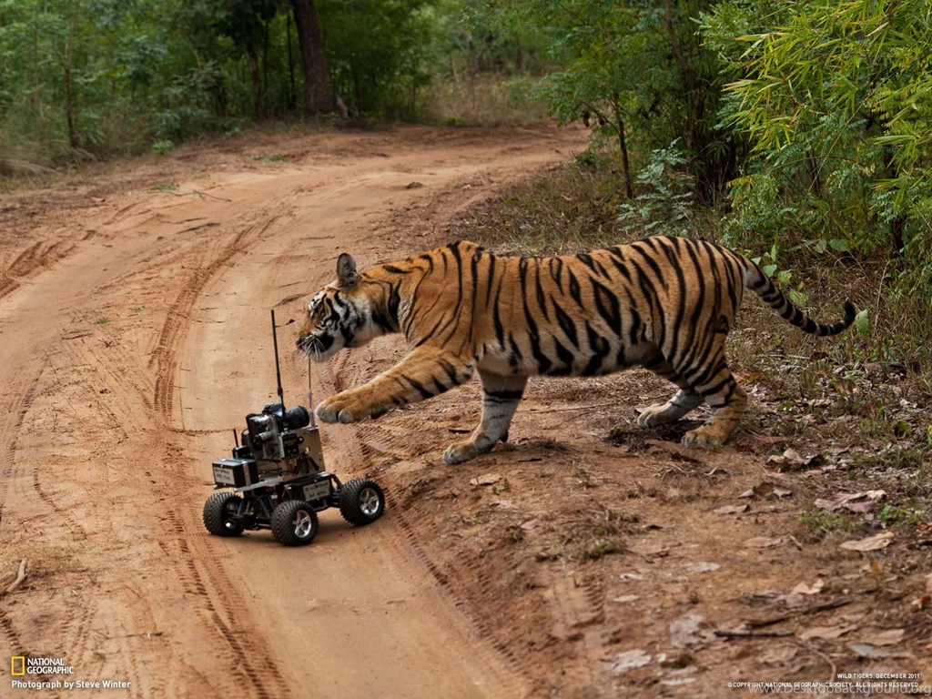 Tigers Photo Gallery National Geographic Magazine