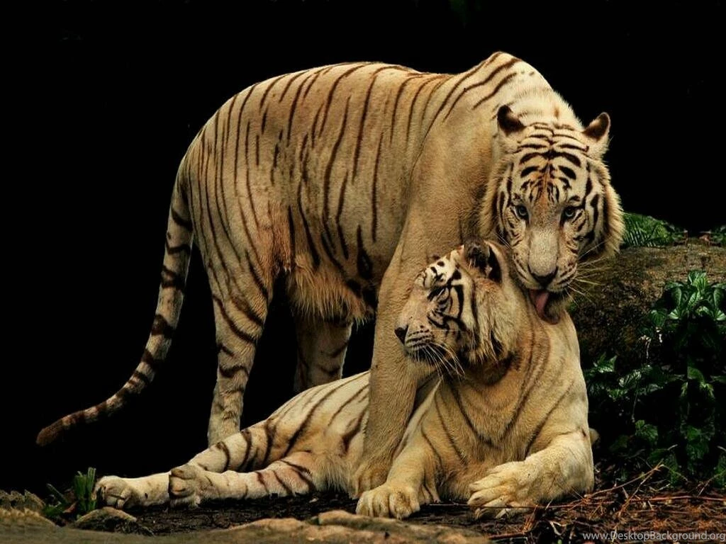 Indian Tigers