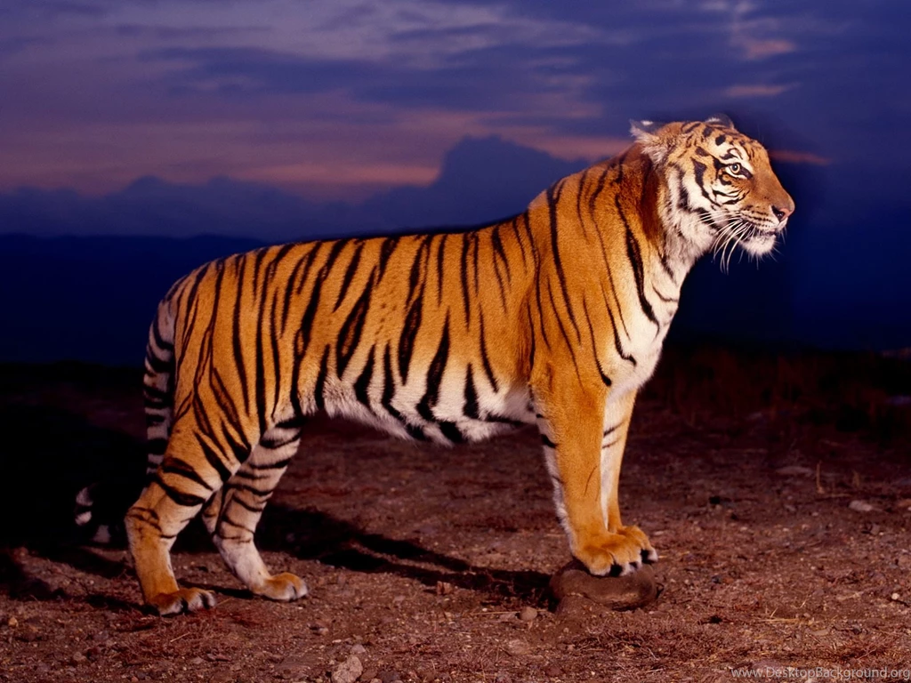 Baby Bengal Tiger Wallpaper Images