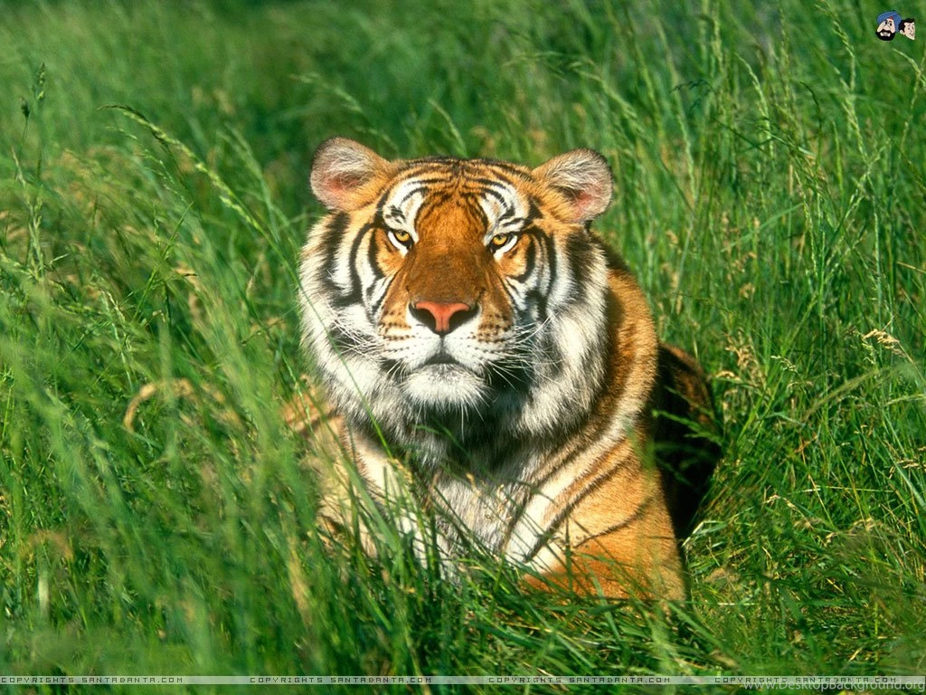 Tigers Wallpapers