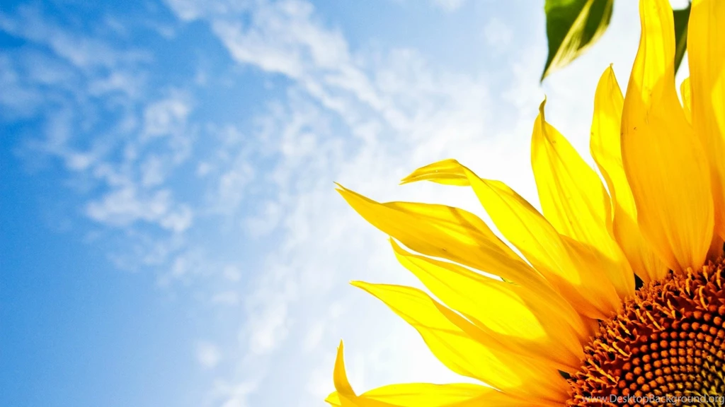 Sun Flower Wallpapers Splendid Wallpapers HD