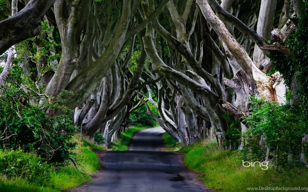 Ireland Forest Wallpapers 11097 Pacify Mind