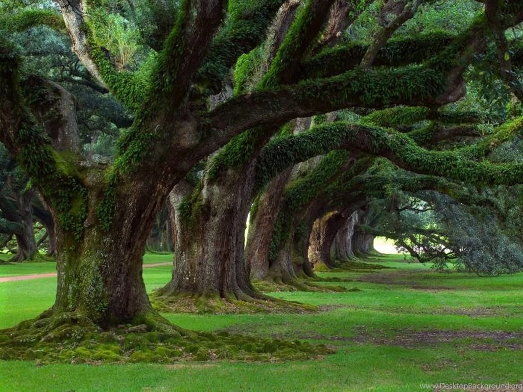 A Most Beautiful And Peaceful Green Canopy